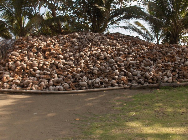 Skořápky kokosáků