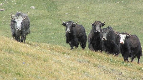 Kyrgyzstán_2014