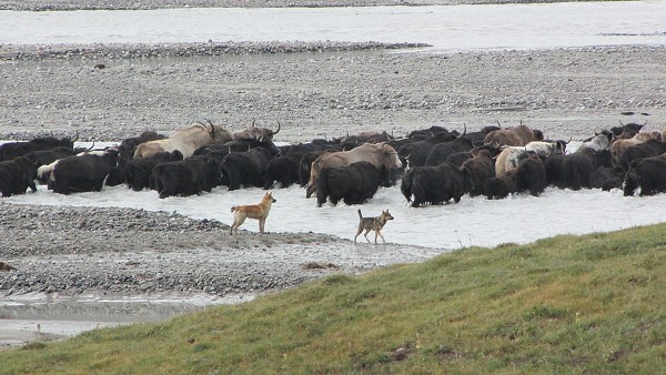 Kyrgyzstán_2014