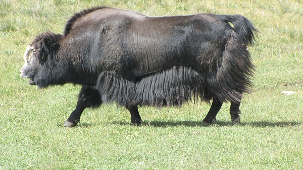 Kyrgyzstán_2014