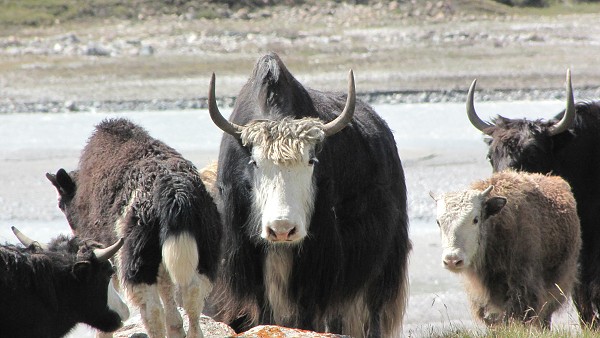 Kyrgyzstán_2014